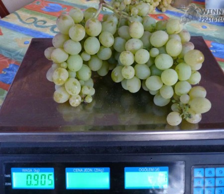 Wostorg BV - w 2014 roku dojrzał już 25 sierpnia