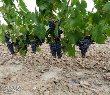 Regent - 14 sierpnia 2014 - końcówka wybarwiania owoców