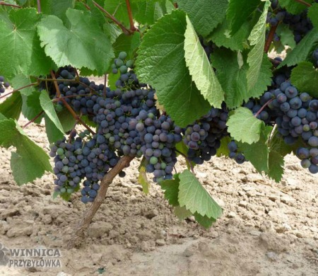 Rondo - 14 sierpnia 2014 - już prawie całkowicie wybarwione