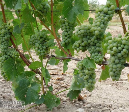 Klasyk Seyval Blanc - 14 sierpnia 2014