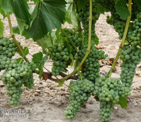 Klasyk Seyval Blanc - 14 sierpnia 2014