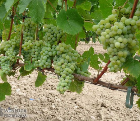 Toldy (nowa Kristaly) - pyszna również do jedzenia odmiana na wina białe