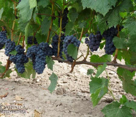 Najsłodszy Muskat Donskoj - 14 sierpnia 2014