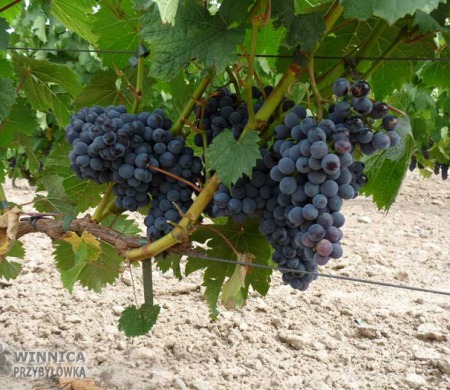 Najsłodszy Muskat Donskoj - 14 sierpnia 2014