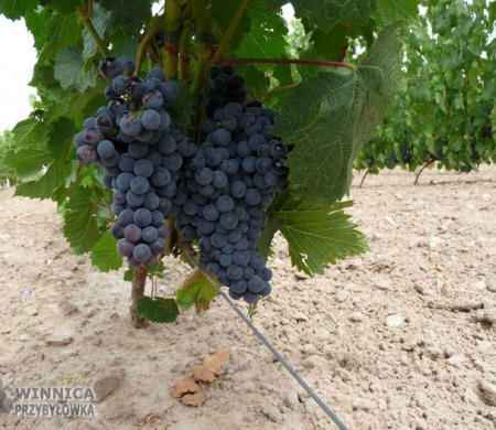 Najsłodszy Muskat Donskoj - 14 sierpnia 2014