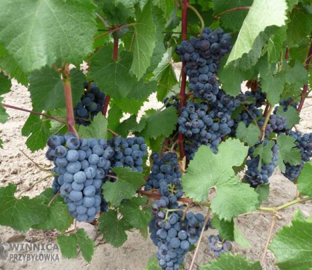 Gołubok - 14 sierpnia 2014 - całkowicie wybarwiony