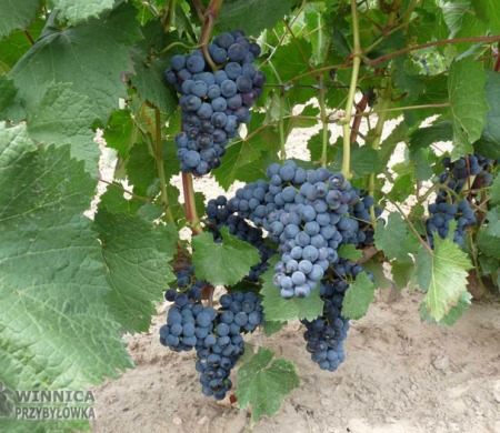 Gołubok - 14 sierpnia 2014 - całkowicie wybarwiony