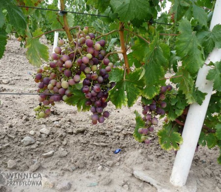 Głasza - końcówka wybarwiania owoców - 14 sierpnia 2014