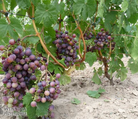 Głasza - końcówka wybarwiania owoców - 14 sierpnia 2014