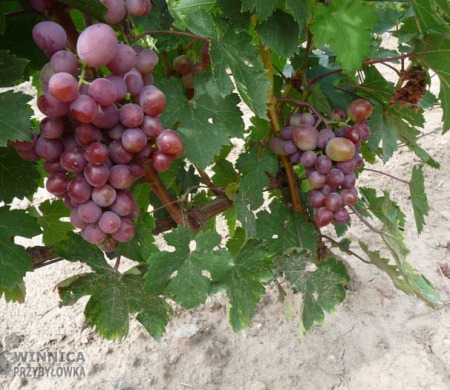 Przepyszna Wiktoria V - 14 sierpnia 2014