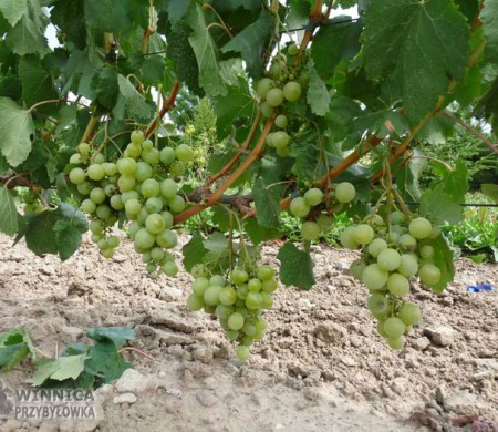 Donara - jeszcze miesiąc - zapowiada się, że kule będą ogromne