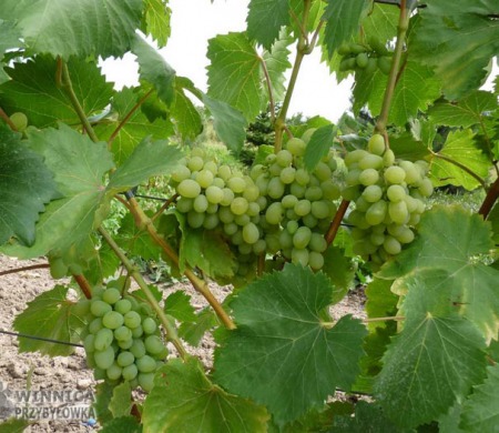 V25/20 (Regina) - 14 sierpnia 2014 - jeszcze miesiąc i będzie pyszna