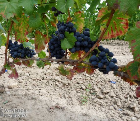 Eszter - 14 sierpnia 2014