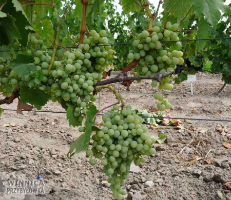 Wostorg Sayve Villarda - 14 sierpnia 2014