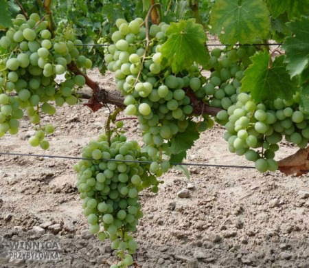 Wostorg Sayve Villarda - 14 sierpnia 2014