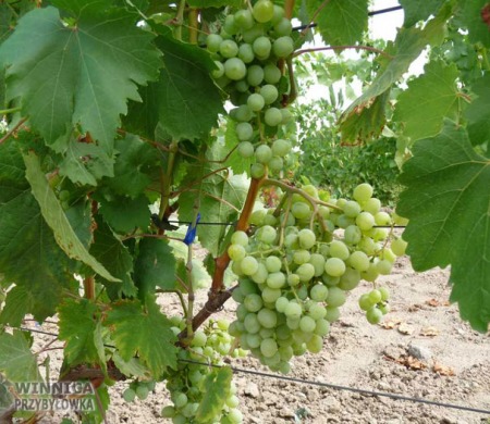 Wostorg Sayve Villarda - 14 sierpnia 2014