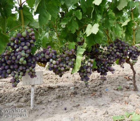 Tomajski - 14 sierpnia 2014 - w pełni wybarwiania