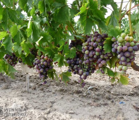 Tomajski - 14 sierpnia 2014 - w pełni wybarwiania