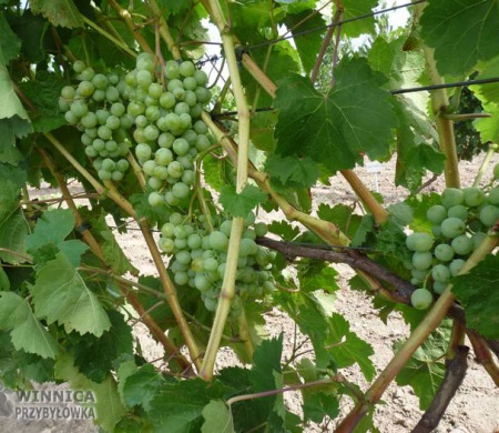 TP25 - 14 sierpnia 2014 - zapowiadają się piękne grona