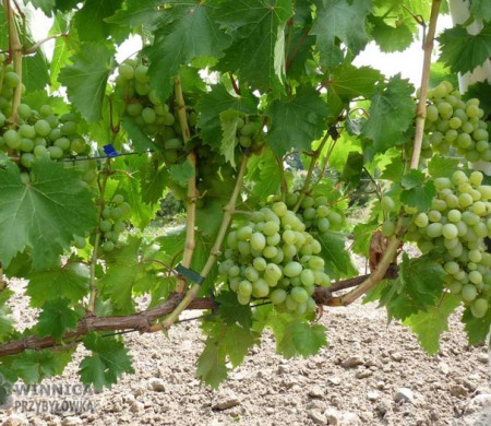 Sputnik Siewiero Kałkazki - bardzo dobra i niedoceniana odmiana