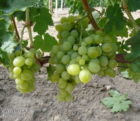 Wostorg klon BV - w 2014 roku najwcześniejszy z Wostorgów