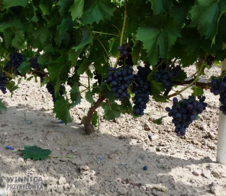 Muromiec - 14 sierpnia 2014