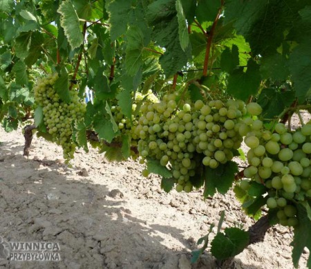 Aloszenkin w gruncie, 14 sierpnia 2014 - prawie dojrzały