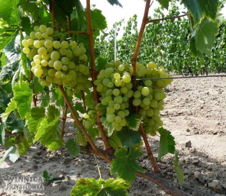 Aloszenkin w gruncie, 14 sierpnia 2014 - prawie dojrzały