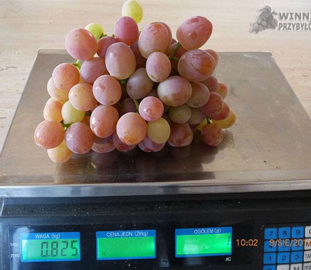 Liwia w Tunelu - kontrolne grono