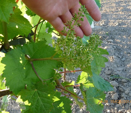 Wostorg Sayve Villarda