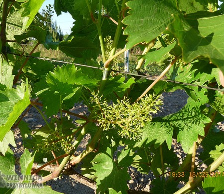 Sputnik Siewiero Kałkazki