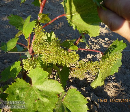 Rusboł - najlepszy zapylacz dla Kieszy