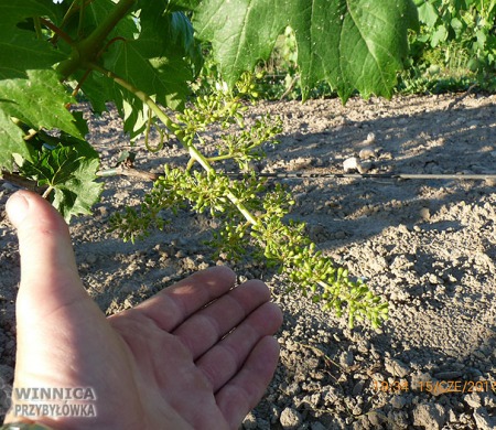 King Rubi Ustocziwyj