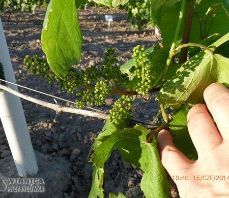 Kiesza - klon Owalnyj