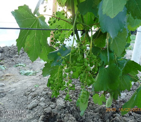 Donara w tunelu - kontrolne grono