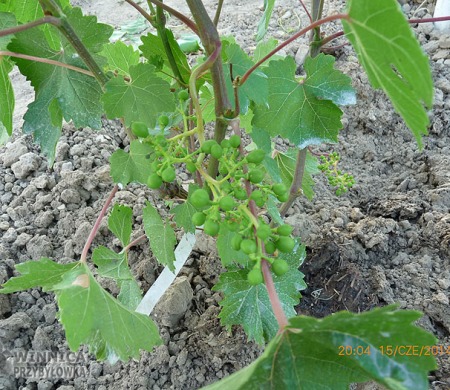 Czekoladowa w tunelu - kontrolne grono