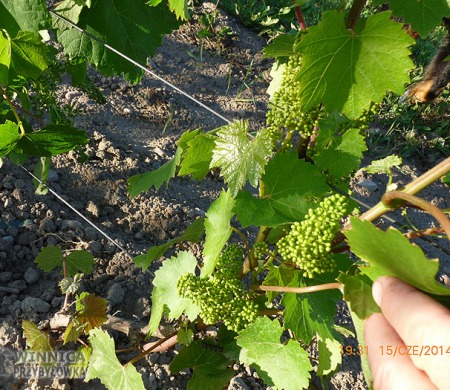 Ajwaz II - Brigantina