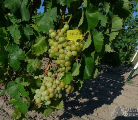 Zdjęcia rocznik 2015