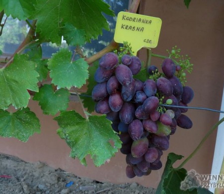 Zdjęcia rocznik 2015