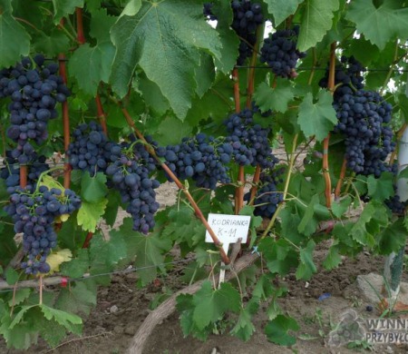 Zdjęcia rocznik 2015