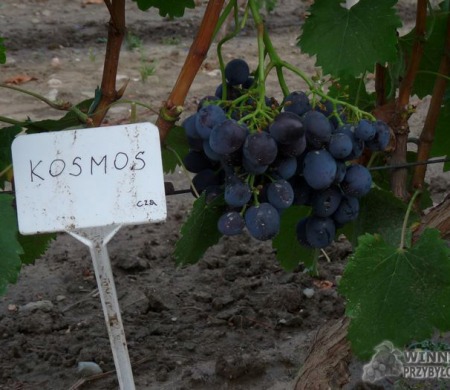 Zdjęcia rocznik 2015