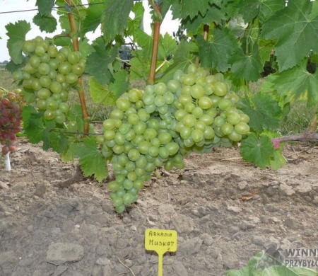 Zdjęcia rocznik 2015