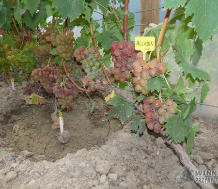 Zdjęcia rocznik 2015