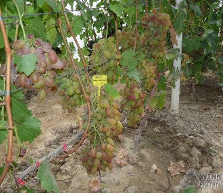 Zdjęcia rocznik 2015