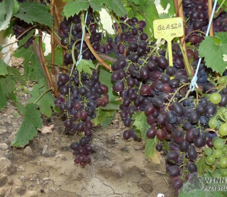 Zdjęcia rocznik 2015