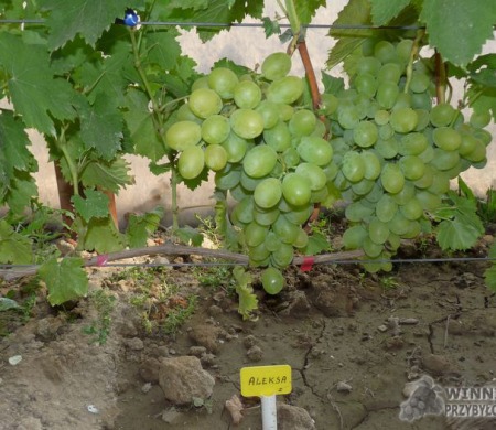 Zdjęcia rocznik 2015