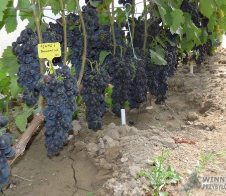 Zdjęcia rocznik 2015