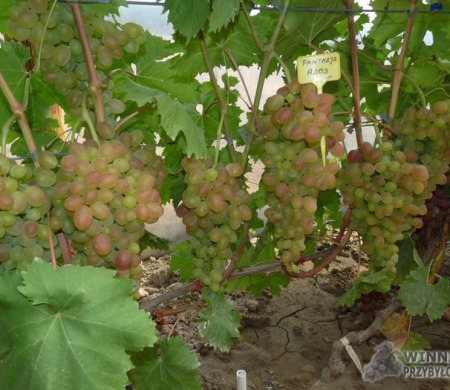 Zdjęcia rocznik 2015