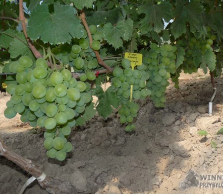 Zdjęcia rocznik 2015