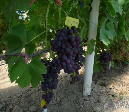 Zdjęcia rocznik 2015